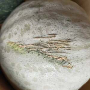 かぼちゃセット　合計約7kg(青森県十和田市産) 　メルヘン、雪化粧【配送不可地域：離島】【1562549】