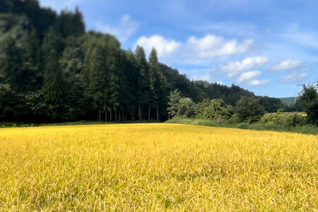 玄米 青森県産 はれわたり 令和7年産 30kg (30kg×1袋）十和田市産