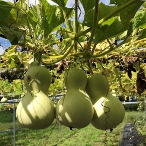 奥入瀬ランプ　じゃごけ【配送不可地域：離島】【1101374】