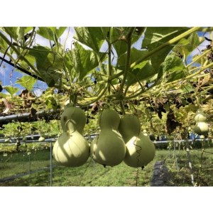 奥入瀬ランプ ほうし【配送不可地域:離島】【1101375】