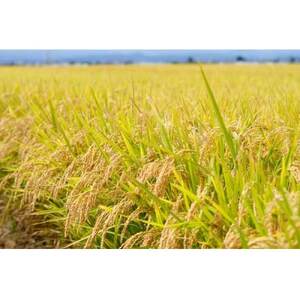 【毎月定期便】青森県産 まっしぐら 白米5kg全6回【4076019】