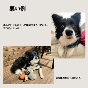 ペットとの思い出の写真　木製キーホルダー(彫刻)　2つ【1376851】