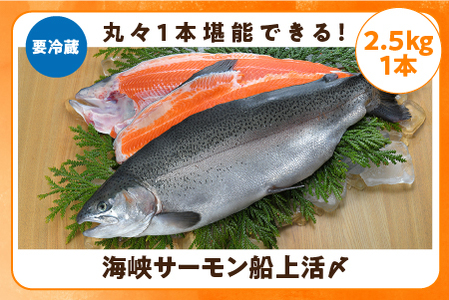 【期間限定発送】海峡サーモン船上活〆2.5kg１本(冷蔵)
