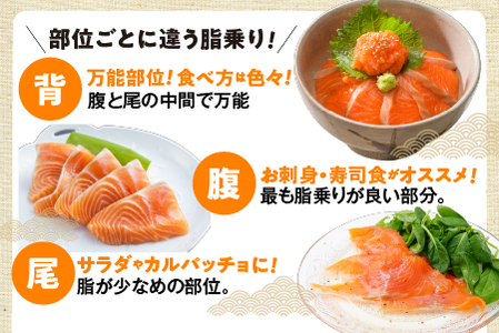 【期間限定発送】海峡サーモン船上活〆3.0kg 1本（冷蔵）