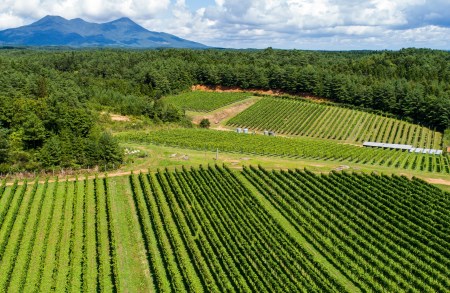 下北ワイン 白・ロゼ セット 720ml×2