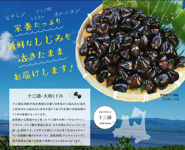 [令和7年1月第4日曜日配達] さとうしじみ屋の十三湖産活しじみ(大粒1kg)[冷蔵]｜十三湖産 青森 津軽 つがる しじみ みそ汁 味噌汁 しじみ汁 活しじみ 冷蔵 [0599]