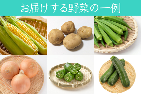 葉菜言葉のおまかせ夏野菜セット 約1kg 令和8年産 [0636]