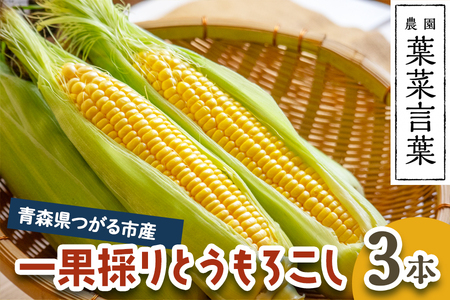 葉菜言葉の一果採りとうもろこし (3本 約1kg) 令和8年産 [0638]