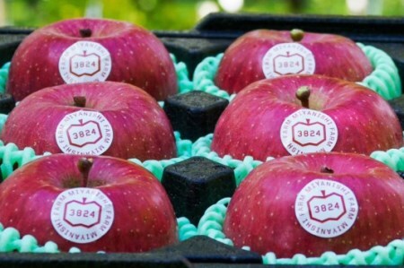 [贈答用] 葉取らずふじ【約2kg 6玉入り】園主選抜の特選りんご｜青森産 津軽 つがる りんご リンゴ 果物 フルーツ [0680]