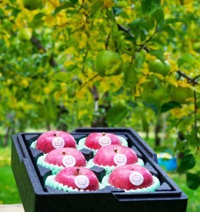 [贈答用] 葉取らずふじ【約2kg 6玉入り】園主選抜の特選りんご｜青森産 津軽 つがる りんご リンゴ 果物 フルーツ [0680]