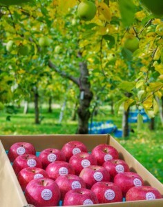 [贈答] 葉取らずふじ【約5kg 12から18玉入り】園主選抜の特選りんご｜令和7年 2025年 ギフト 青森産 津軽 つがる りんご リンゴ 果物 フルーツ フジ [0685]