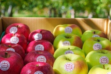 [贈答] 名月×葉取らずふじ【約5kg 計12から18玉入り】贅沢りんご 2種セット｜令和7年 2025年 ギフト 青森産 津軽 つがる りんご リンゴ 果物 フルーツ めいげつ フジ [0686]