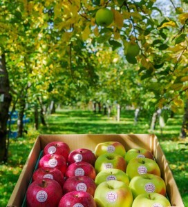 [贈答] 名月×葉取らずふじ【約5kg 計12から18玉入り】贅沢りんご 2種セット｜令和7年 2025年 ギフト 青森産 津軽 つがる りんご リンゴ 果物 フルーツ めいげつ フジ [0686]