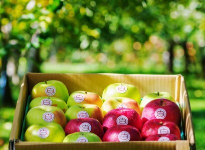 [贈答] 名月×葉取らずふじ×王林【約5kg 計12から18玉】贅沢りんご 3種セット｜令和7年 2025年 ギフト 青森産 津軽 つがる りんご リンゴ 果物 フルーツ めいげつ フジ おうりん [0687]