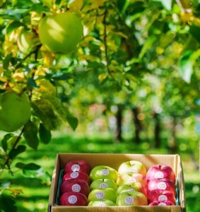 [贈答] 名月×葉取らずふじ×王林【約5kg 計12から18玉】贅沢りんご 3種セット｜令和7年 2025年 ギフト 青森産 津軽 つがる りんご リンゴ 果物 フルーツ めいげつ フジ おうりん [0687]