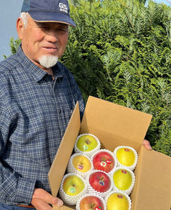 木村農産のりんご詰め合わせ (贈答用) 約8kg (20玉から24玉)｜青森県産 つがる リンゴ 林檎 果物 フルーツ 令和7年産 2025年産 [0910]