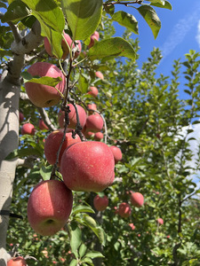 木村農産のりんご詰め合わせ (贈答用) 約8kg (20玉から24玉)｜青森県産 つがる リンゴ 林檎 果物 フルーツ 令和7年産 2025年産 [0910]