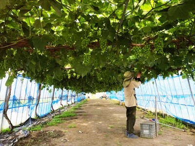 シャインマスカット 1房 桐箱入り (約800g)糖度18度以上｜つがる市産 種なし ぶどう フルーツ 果物 贈答 青森 つがる市 藤農園 2026年産 令和8年 農福連携 [0627]