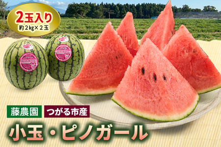 スイカ (小玉) ピノガール2玉 青森産 産直｜つがる市産 2026年産 令和8年 夏 すいか 西瓜 果物 フルーツ 旬 特産 藤農園 農福連携 [0834]