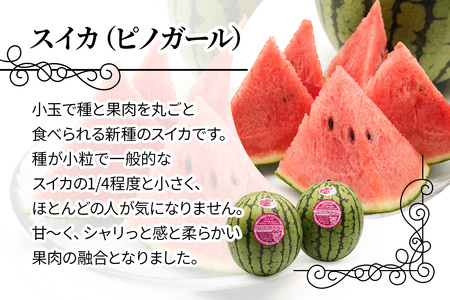 スイカ (小玉) ピノガール2玉 青森産 産直｜つがる市産 2026年産 令和8年 夏 すいか 西瓜 果物 フルーツ 旬 特産 藤農園 農福連携 [0834]
