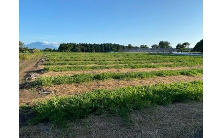 スイカ (小玉) ピノガール2玉 青森産 産直｜つがる市産 2026年産 令和8年 夏 すいか 西瓜 果物 フルーツ 旬 特産 藤農園 農福連携 [0834]