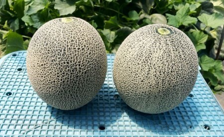 坂本農園のブランドメロン タカミ (約1.6kg×2玉) 糖度15度以上 [0822]