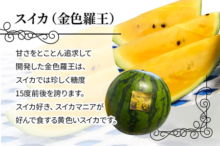 【先行予約】黄色いスイカ 金色羅王 大玉 1玉｜西瓜 [0621]