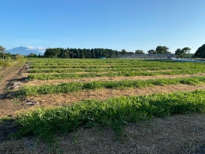 【先行予約】黄色いスイカ 金色羅王 大玉 1玉｜西瓜 [0621]