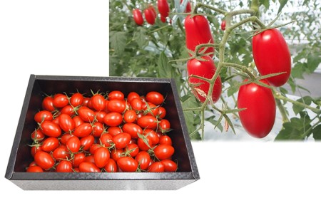 津軽エネベジ 「高糖度ミニトマト(アイコ)」1kg 再生可能エネルギー生まれ