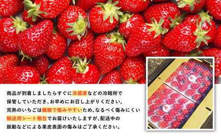 【レビューキャンペーン】2025年産 いちご よつぼし 約300ｇ×２パック[hi-0028-005]