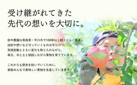 【レビューキャンペーン】12月発送 100年の歴史 贈答規格サンふじ 約3kg【田中農園・青森県平川市産・青森りんご】[hi-0039-004]