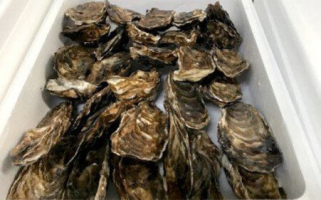 10-95 【予約受付】(2020年10月末~出荷分)生牡蠣 特大サイズ 約2.8kg(20個入)