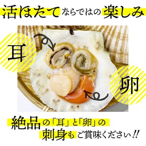 11-145 【年内配送12月15日入金まで】北海道紋別産 活ホタテ2kg(Lサイズ) within2025