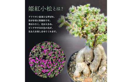 姫紅小松 25年生前後 【白峯園】 塊根植物 トリコディアデマ バルボサム Trichodiadema bulbosum 観葉植物盆栽 観葉 植物 コーデックス メセン インテリア  F21J-115