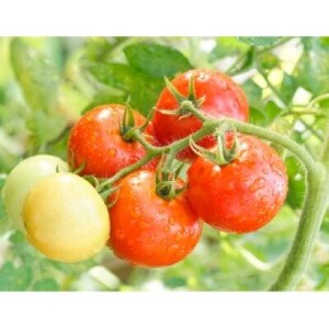 とまったれセット_惣菜・加工品 缶詰・瓶詰 調味料 ケチャップ _【1397241】