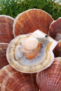 ホタテ お茶漬け セット ( ほたて生茶漬け × 5袋 ) 青森県陸奥湾産【魚介類 水産 食品 人気 おすすめ 送料無料】