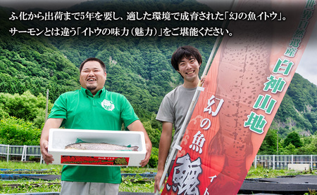 鰺ヶ沢産「幻の魚イトウ」フィレ1枚 約500g 魚貝類 川魚 