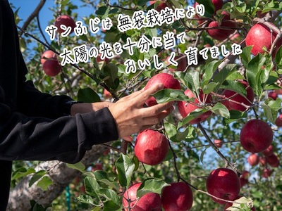 りんご 青森 サンふじ 王林 約 10kg (24～36玉) リンゴ 詰め合わせ セット 青森県 鰺ヶ沢町産 西樹園 フルーツ 果物 果物類 白神山地 林檎 サンフジ ふじ