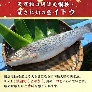 幻の魚イトウのうす造り(真空冷凍パック)170g