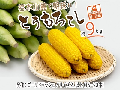【2022年産 先行予約】 岩木山麓で朝採れ!とうもろこし(ゴールドラッシュ)2L以上 16~20本入り 約9kg【8月~9月出荷】