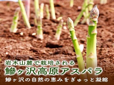 先行予約 2026年 岩木山高原 超極太 アスパラガス 約1kg 2L以上 5月6月発送 アスパラ 野菜 旬の野菜 産地直送 季節の野菜 春野菜 青森 青森県 鰺ヶ沢町