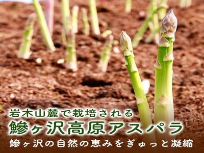 【先行予約2024年産】川田農園の春アスパラガス！約1.5kg（L～2L厳選）【5月6月発送】青森県鰺ヶ沢町産