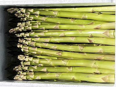 アスパラガス 先行予約 2026年 夏アスパラガス 約1kg+100g L~2L 厳選 佐藤農園 アスパラ グリーンアスパラ 野菜 夏野菜 夏 旬 旬の野菜 産地直送 青森 青森県 鰺ヶ沢町 冷蔵 冷蔵配送 7月~9月発送