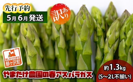 アスパラガス 先行予約 春アスパラガス 約1.3kg S～2L 訳あり 不揃い やまたけ農園 規格外 アスパラ グリーンアスパラ 野菜 春野菜 春 旬 朝どれ 産地直送 2026年 2026 予約 青森 冷蔵 冷蔵配送 5月6月発送