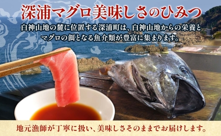 本マグロ 赤身 1柵 国産 本鮪 まぐろ マグロ クロマグロ 鮪 刺身 丼ぶり 寿司 海鮮 魚介 贅沢 お取り寄せ 詰め合わせ グルメ 産地直送 送料無料 冷凍 道の駅 青森県 深浦町