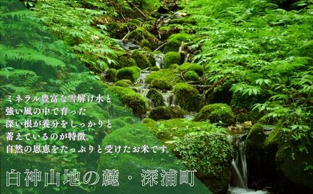 【令和8年産　新米】青森ブランド米 はれわたり 玄米10kg [fu-0024-004]
