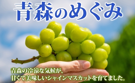  シャインマスカット 秀品 1房 約600g 青森県産 ぶどう ブドウ 葡萄 種なし 大粒 果物 フルーツ くだもの 果実 旬 贈答用 化粧箱 贈り物 人気 お取り寄せ 産地直送 青森県 西目屋村