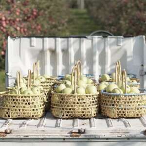 【産地直送】「王林」りんご 家庭用 5kg(12~20個)【配送不可地域:離島・沖縄県】【1667204】