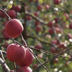 【産地直送】サンふじ 家庭用 3kg(7~10個)【配送不可地域:離島・沖縄県】【1663938】