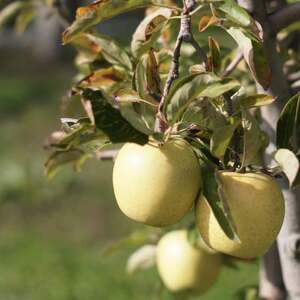 【産地直送】王林 贈答用 3kg(7～10個)【配送不可地域：離島・沖縄県】【1663939】